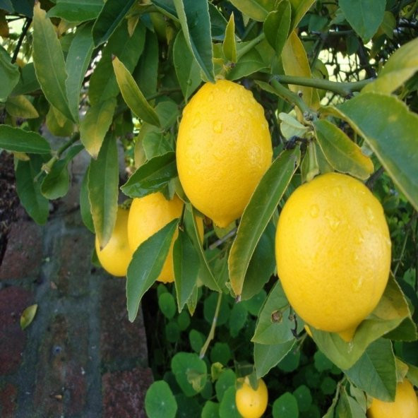 Tüplü Aşılı Bodur Lezzetli Mayer Limon Fidanı-İç Mekan ürün görseli 1