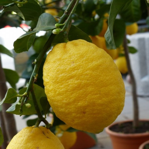Tüplü Aşılı İthal  Zagara Bianca Limon Fidanı ürün görseli 1