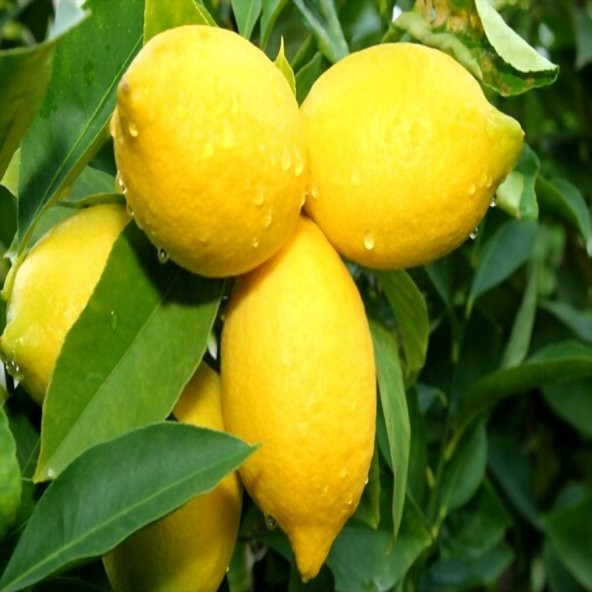 Tüplü Aşılı Yarı Bodur Yüksek Verimli Yediveren Limon Fidanı ürün görseli 1