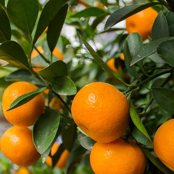 Tüplü Aşılı Lezzetli Çeşit Fremont  Mandalina Fidanı ürün görseli 1