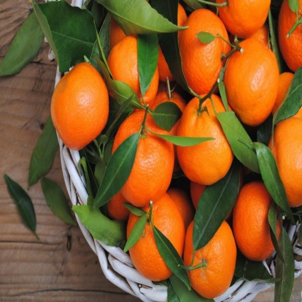 Tüplü Aşılı Yüksek Verimli Okitsu Mandalina Fidanı ürün görseli 1