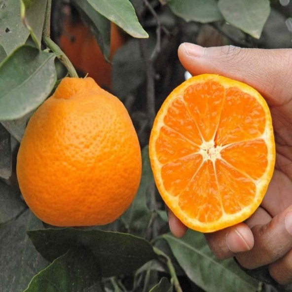 Tüplü Aşılı Yumuşak Dokulu Miho Wase  Mandalina Fidanı ürün görseli 1