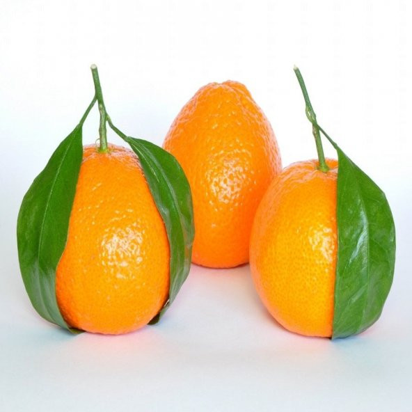 Tüplü Aşılı Çekirdeksiz Ovari Mandalina Fidanı ürün görseli 1