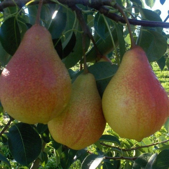 Tüplü Aşılı Tam Bodur Verimli Aromatik Carmen Armut Fidanı ürün görseli 1