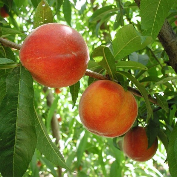 Tüplü Aşılı Yarıbodur Aroması Yüksek Cresthaven Şeftali Fidanı ürün görseli 1