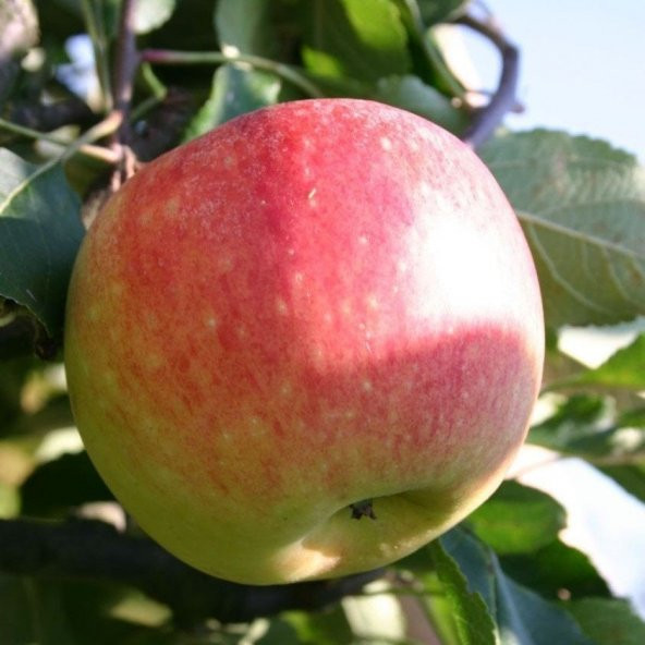 Tüplü Aşılı Yarıbodur Erkenci Verimli Summer Red Elma Fidanı ürün görseli 1