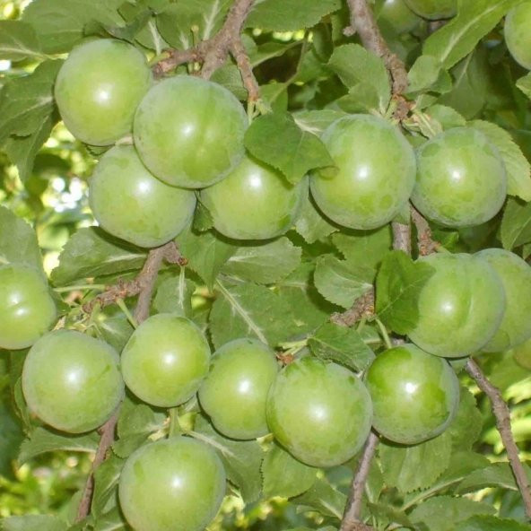 Tüplü Aşılı Yarıbodur Erkenci Verimli Yeşil Cin Erik Fidanı ürün görseli 1