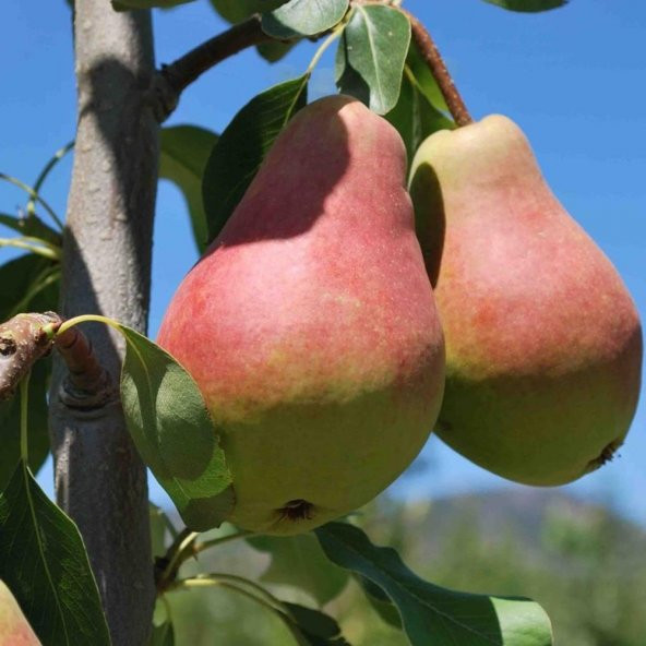 Tüplü Aşılı Yarıbodur Yüksek Verimli Aromalı Etruşka Armut Fidanı ürün görseli 1