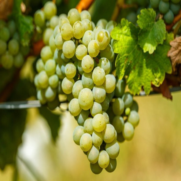 Tüplü Aromalı Beyaz Şaraplık Chardonnay Üzüm Fidanı ürün görseli 1