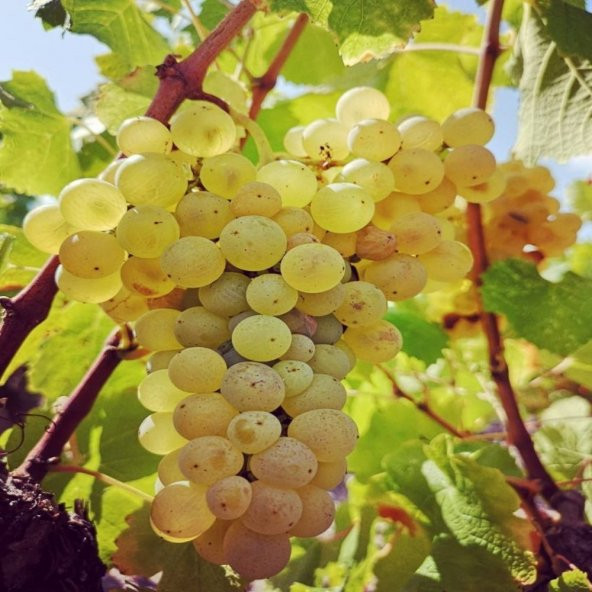 Tüplü Aromalı Şaraplık Semillion Üzüm Fidanı ürün görseli 1