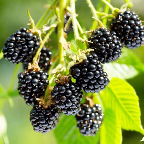 Tüplü Yüksek Verimli Aromalı Arapaho Böğürtlen Fidanı ürün görseli 1