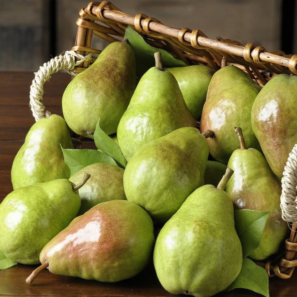 Tüplü Aşılı Geçci Aromalı Kieffer Margarit Marillat Armut Fidanı ürün görseli 1