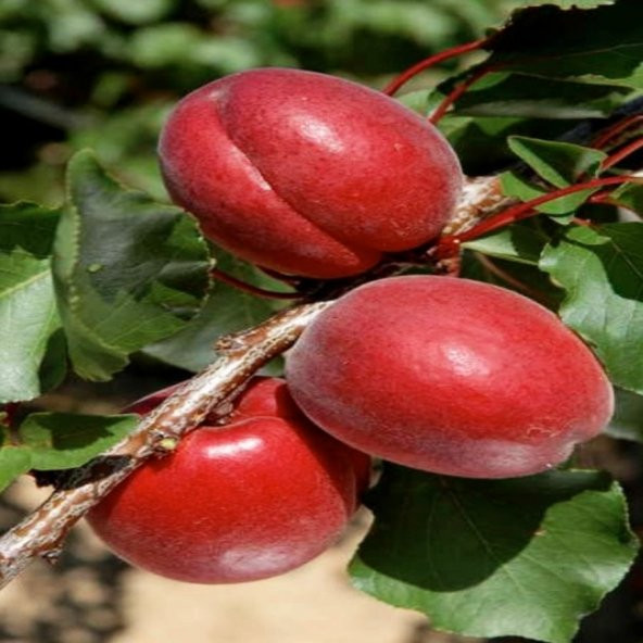 Tüplü Kırmızı Red Jewel Kayısı Fidanı Özel Üretim ürün görseli 1