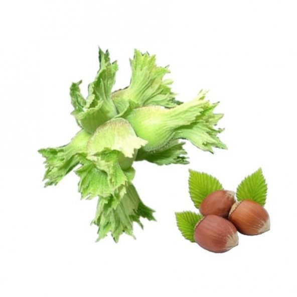 Giresun Yağlısı Aroması Yüksek Fındık Fidanı ürün görseli 1