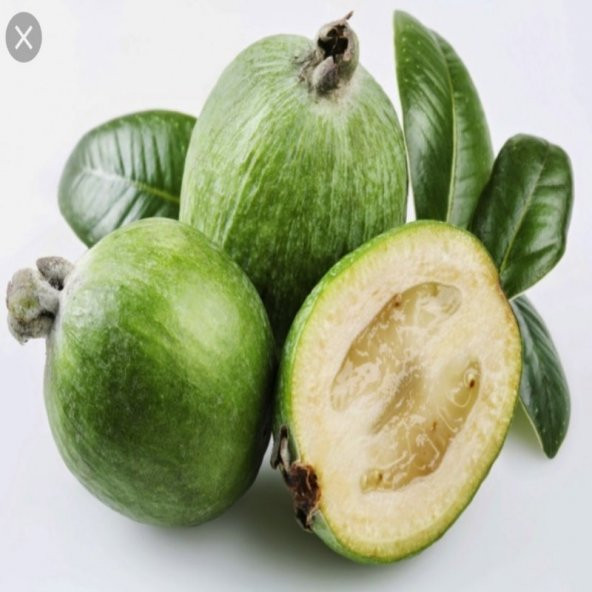 Tüplü Ananas Aromalı Feiojoa Kaymak Ağacı Fidanı ürün görseli 1