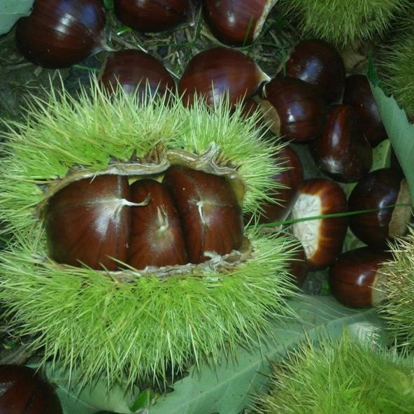 Tüplü Aşılı Pişirmelik Geleneksel Sarı Aşılama Kestane Fidanı ürün görseli 1