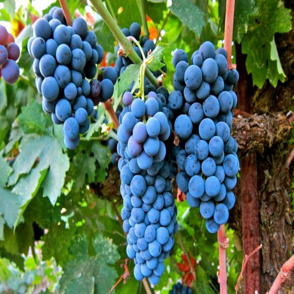 Tüplü Meşhur Şaraplık Merlot Üzüm Fidanı ürün görseli 1