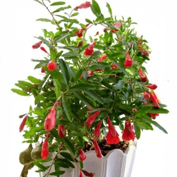 Tüplü Bonsai İçin Uygun Cüce Süs Narı Fidanı ürün görseli 1