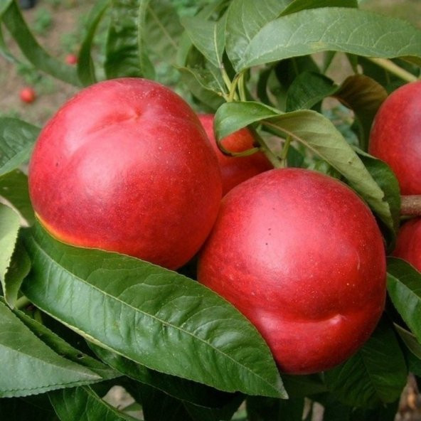 Tüplü Honey Ball Basık Nektarin Fidanı Özel Üretim ürün görseli 1