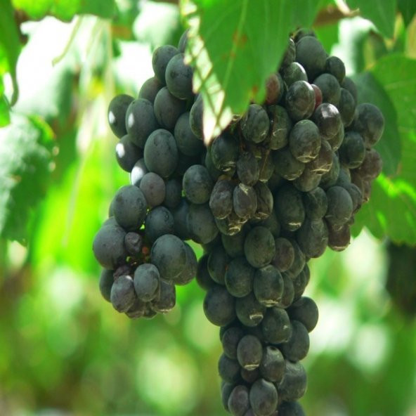 Tüplü Aroması Mükemmel 2B56 Tekirdağ Reçel Siyah Üzüm Fidanı ürün görseli 1