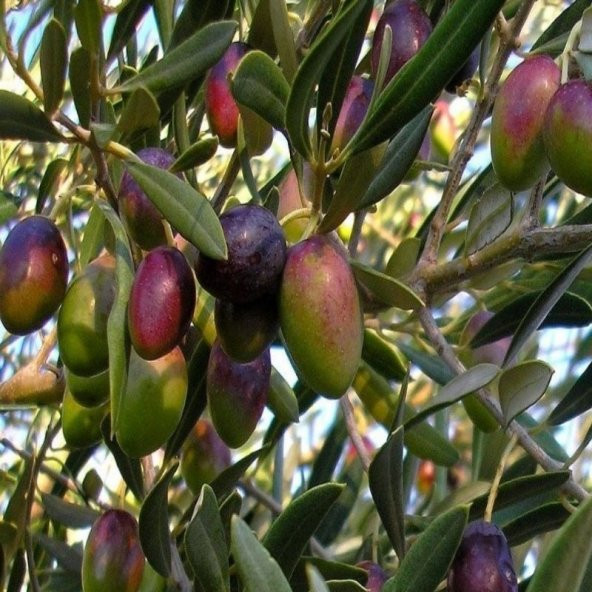 Tüplü İspanyol Manzalina Kırmalık Yağlık Zeytin Fidanı ürün görseli 1