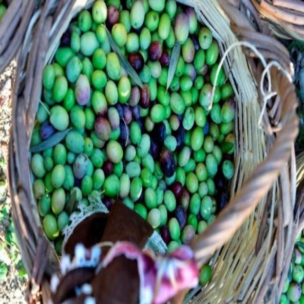 Tüplü Her Sene Meyve Veren Kırmalık Yağlık Selelik Gemlik Zeytin Fidanı ürün görseli 1