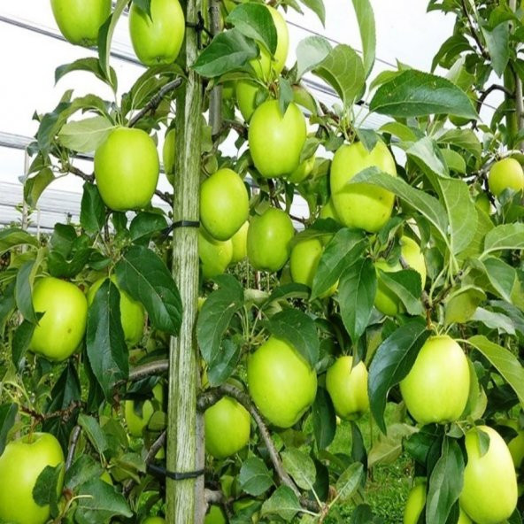 Tüplü Kokulu Golden Reinders Sarı Elma Fidanı ürün görseli 1