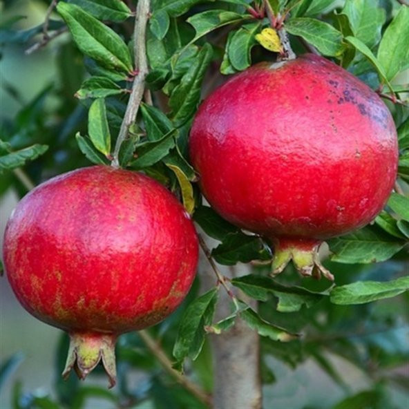 Tüplü Yüksek Aromalı Tatlı Meyveli Çekirdeksiz Esin Nar Fidanı ürün görseli 1