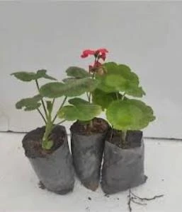 Sardunya Çiçeği Fidanı Kırmızı 3 Adet Saksılı 10-20 cm ürün görseli 1