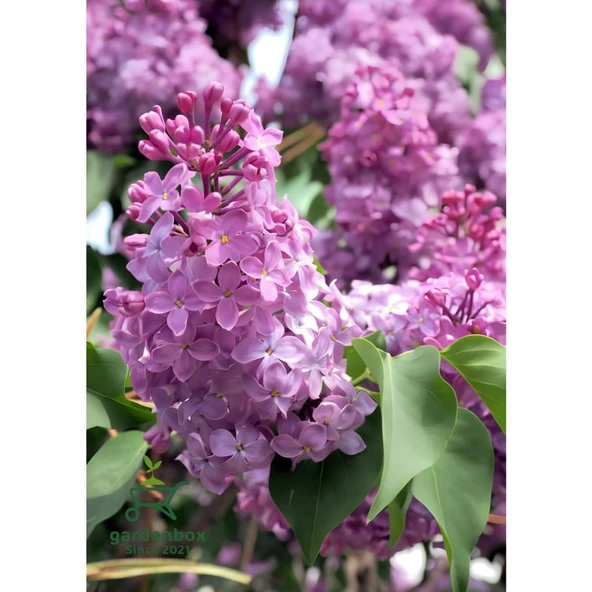 Kokulu Leylak Çiçeği Fidanı 1 Adet Saksılı 30-60 cm (Syringa) ürün görseli 1