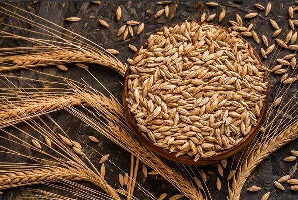 TOHUMLUK ARPA (YERLİ) 25 KG ürün görseli 1