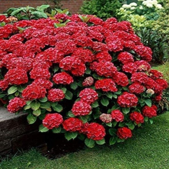 2 YAŞ SAKSIDA KIRMIZI ORTANCA ÇİÇEĞİ 50-70 CM ürün görseli 1