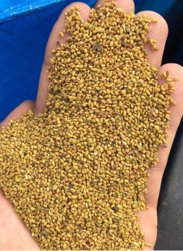 TOHUMLUK YONCA (25 KG) ürün görseli 1