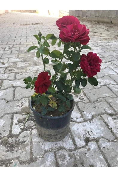 Kırmızı Yediveren Aşılı Gül Fidanı Saksıda 10-20 cm 698755588 ürün görseli 1