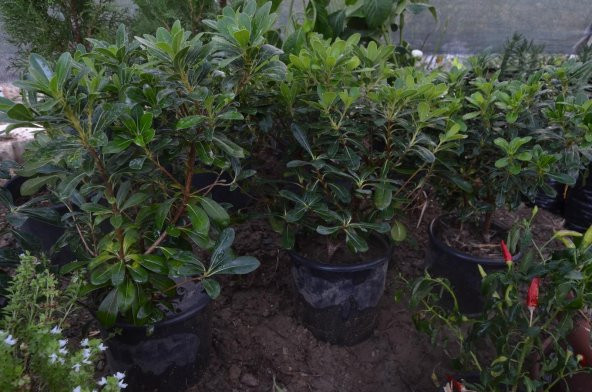 SAKSIDA  Bodur Yıldız Çalısı - Pitos (Pittosporum Tobira Nana) ürün görseli 1