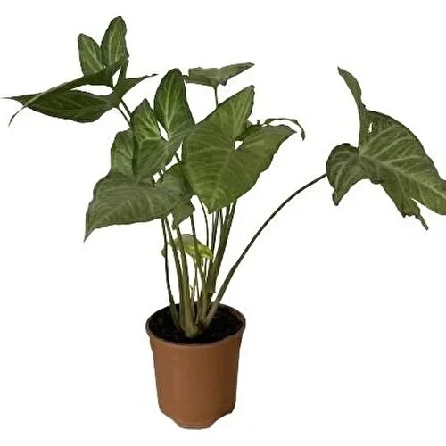 Salon Sarmaşığı Melek Kanadı Syngonium Podophyllum 10-20 cm ürün görseli 1