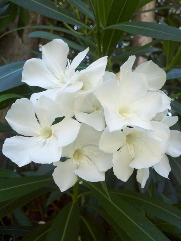 Tüplü Beyaz Zakkum Nerium Oleander Fidanı ürün görseli 1