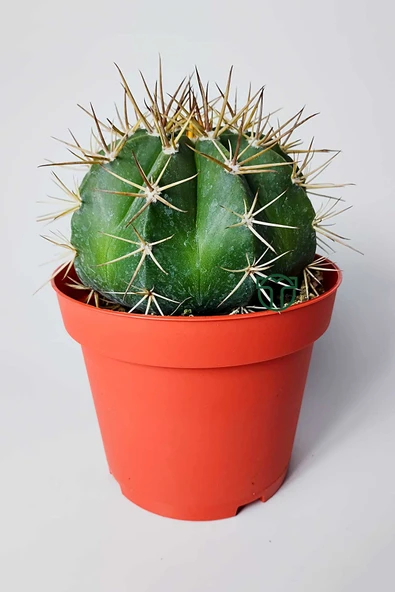 Şapkalı kaktüs Melocactus Matanzanus 12 cm kırmızı saksıda ürün görseli 1