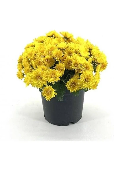 Sarı Kasımpatı Krizantem Chrysanthemum Saksılı 15-20 cm ürün görseli 1