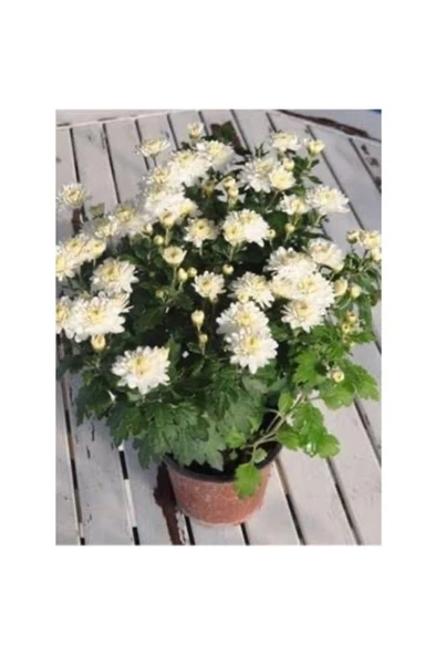 Beyaz Kasımpatı Krizantem Chrysanthemum Saksılı 10-20 cm ürün görseli 1