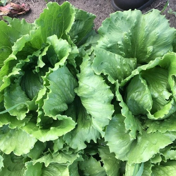 Geleneksel Ata Tohum Soğuğa Dayanıklı Salinas Marul Tohumu(800 tohum) ürün görseli 1