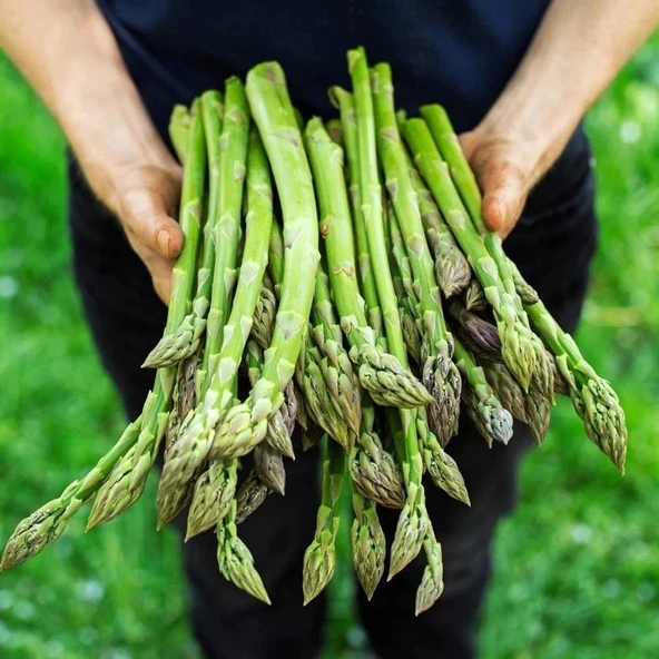 Ata Tohum Geleneksel Asparagus Kuşkonmaz Tohumu (20 Tohum) ürün görseli 1