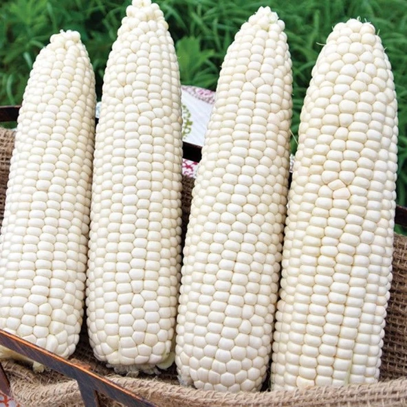 Ata Tohum Geleneksel Hickory King White Beyaz Süt Mısırı Tohumu(5 tohum) ürün görseli 1