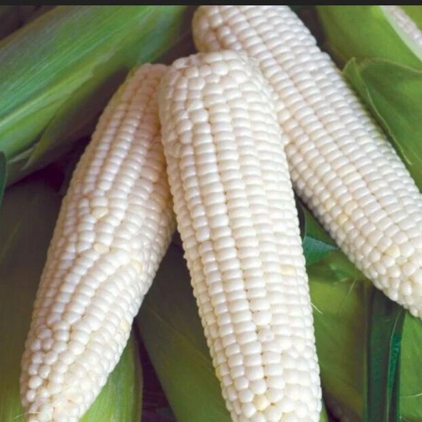 Ata Tohum Geleneksel Glacial White Beyaz Süt Mısırı Tohumu(5 tohum) ürün görseli 1