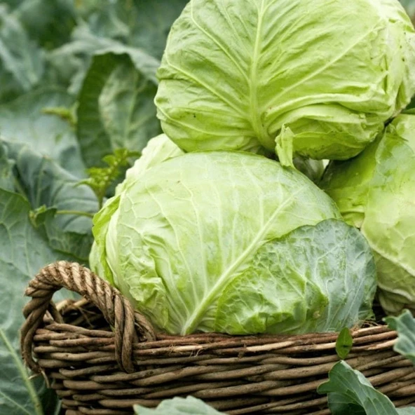 Ata Tohum Dolmalık Sarmalık Yalova Beyaz Lahana Tohumu (100 tohum) ürün görseli 1