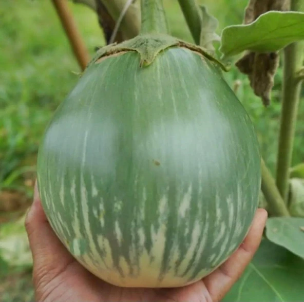 Giant Thai Dev Yeşil Patlıcan Tohumu (15 tohum) ürün görseli 1