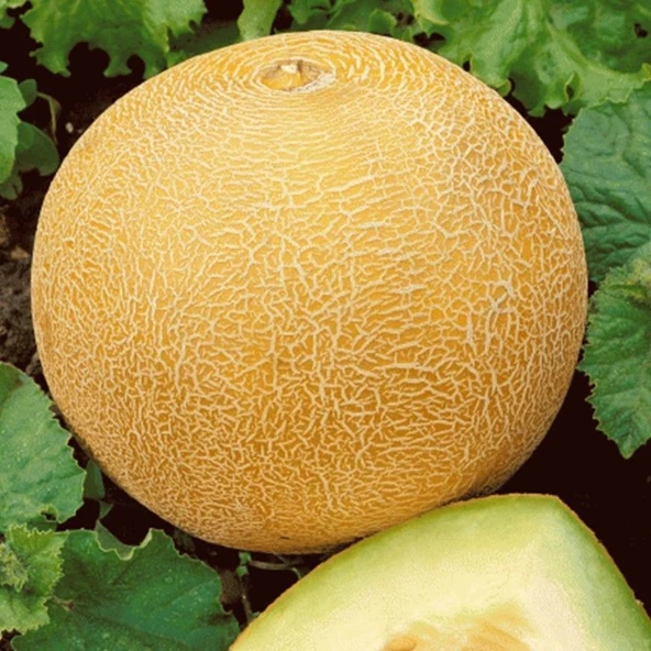 Geleneksel Tohumları Kokulu Ananas Kavun Tohumu Gali Tipi (20 tohum) ürün görseli 1