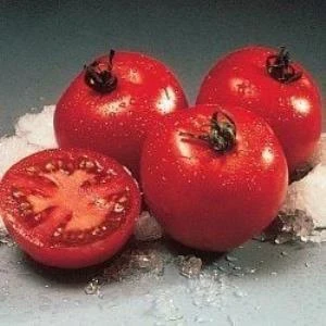 Doğal Floridade Domates Tohumu(20 tohum) ürün görseli 1