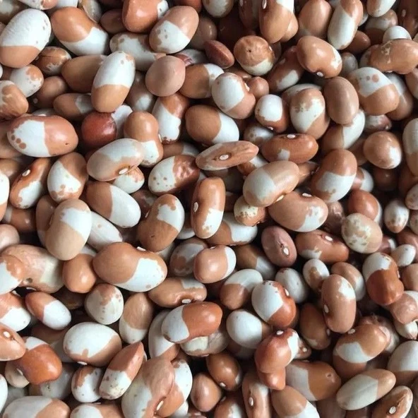 Geleneksel Ata Tohum Keklik Sırık Fasulye Tohumu (10 tohum) ürün görseli 1