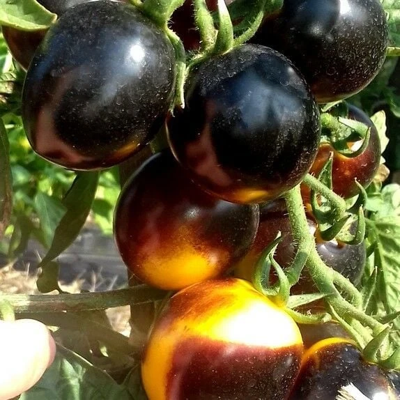 Bosque Bumblebee Cherry Domates Tohumu (15 tohum) - Resim 4